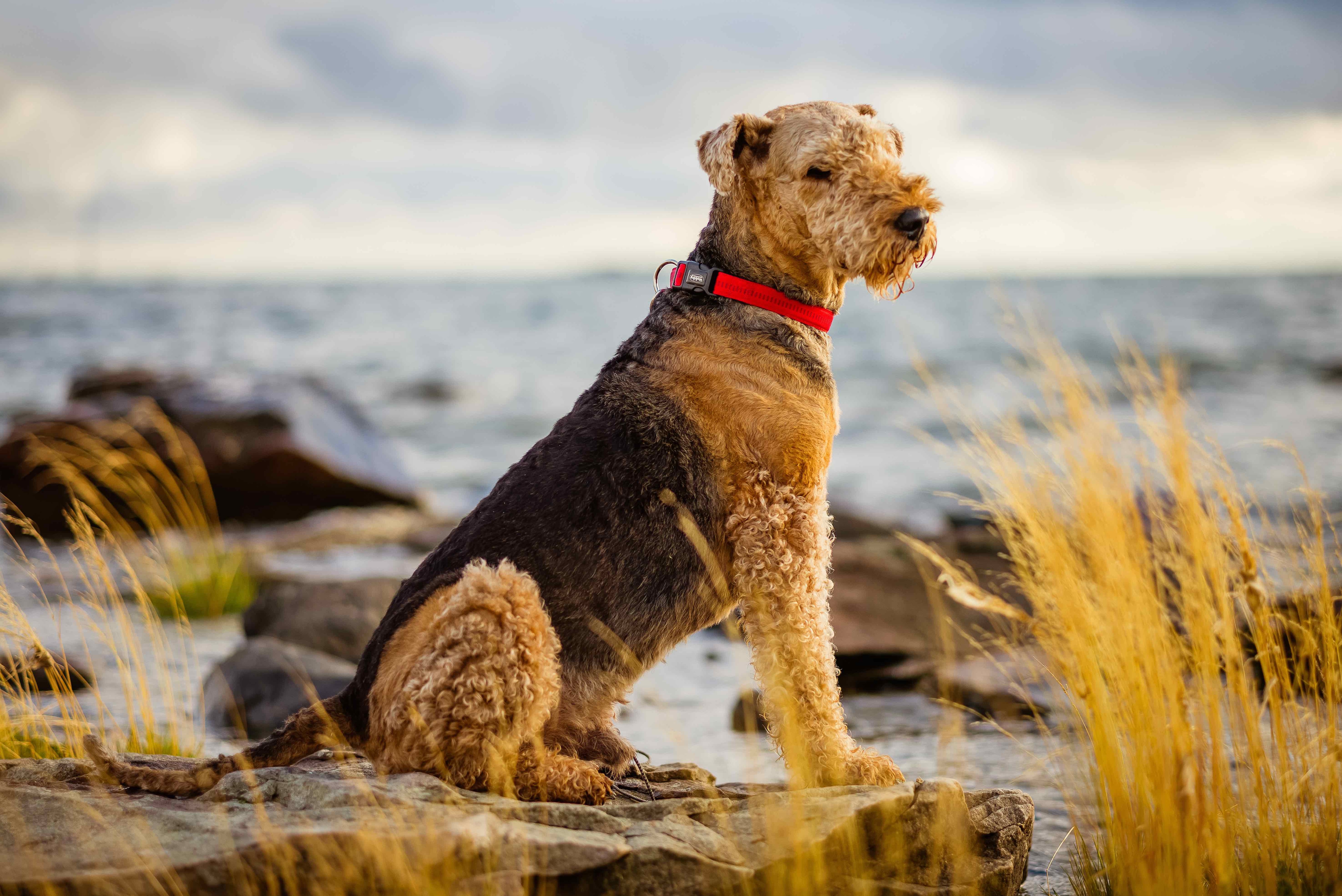 airedale terrier sitting on rocks near a big body of water