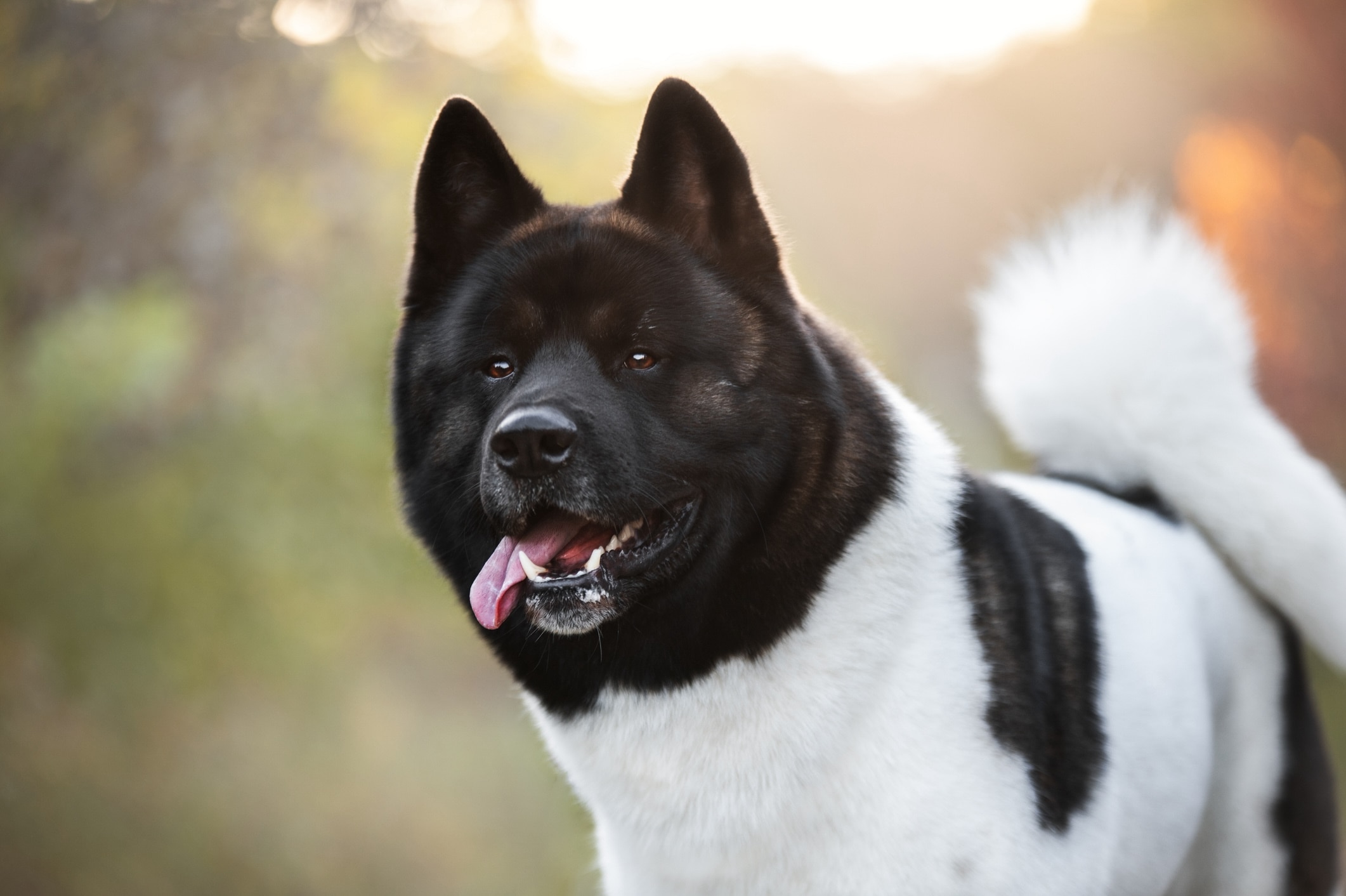brown and white akita dog with his tongue hanging out of his mouth