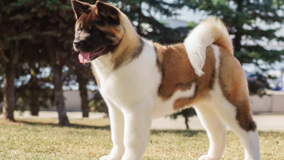 brown and white akita dog standing in a park