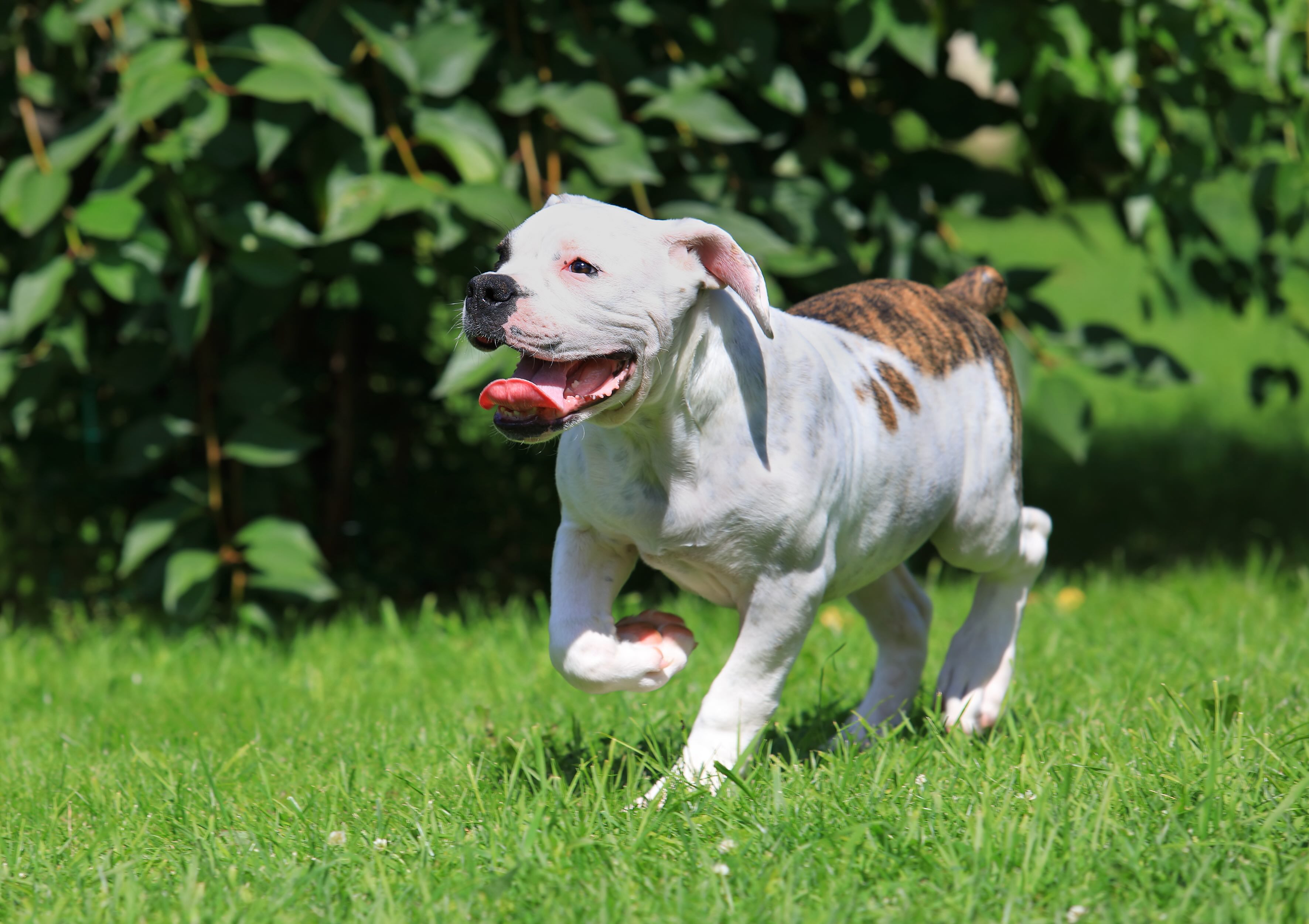 white american bulldog trotting through grass and looking up