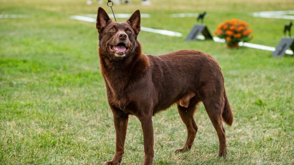 brown australian kelpie dog standing in a field looking up