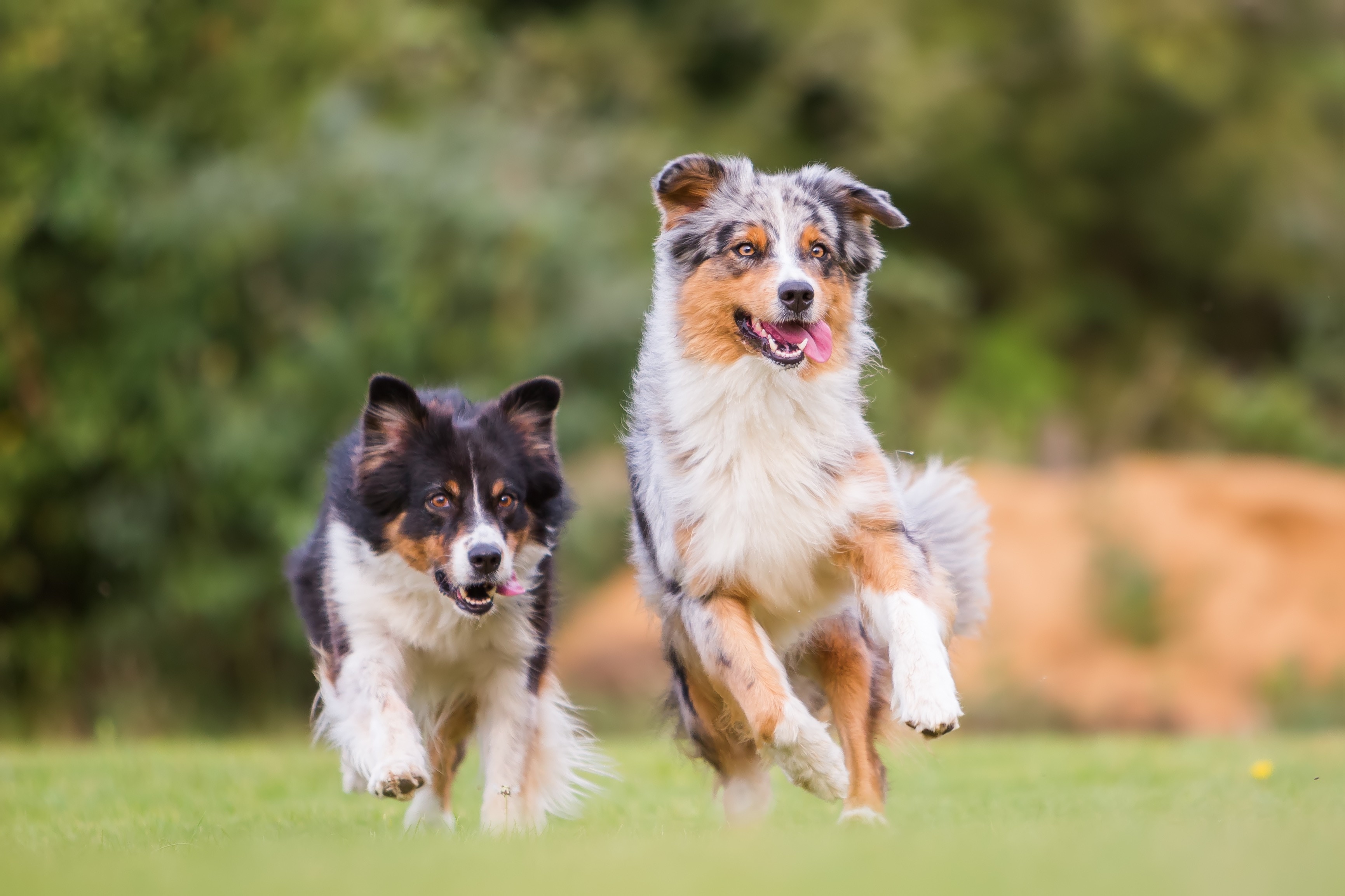 two australian shepherds running through grass