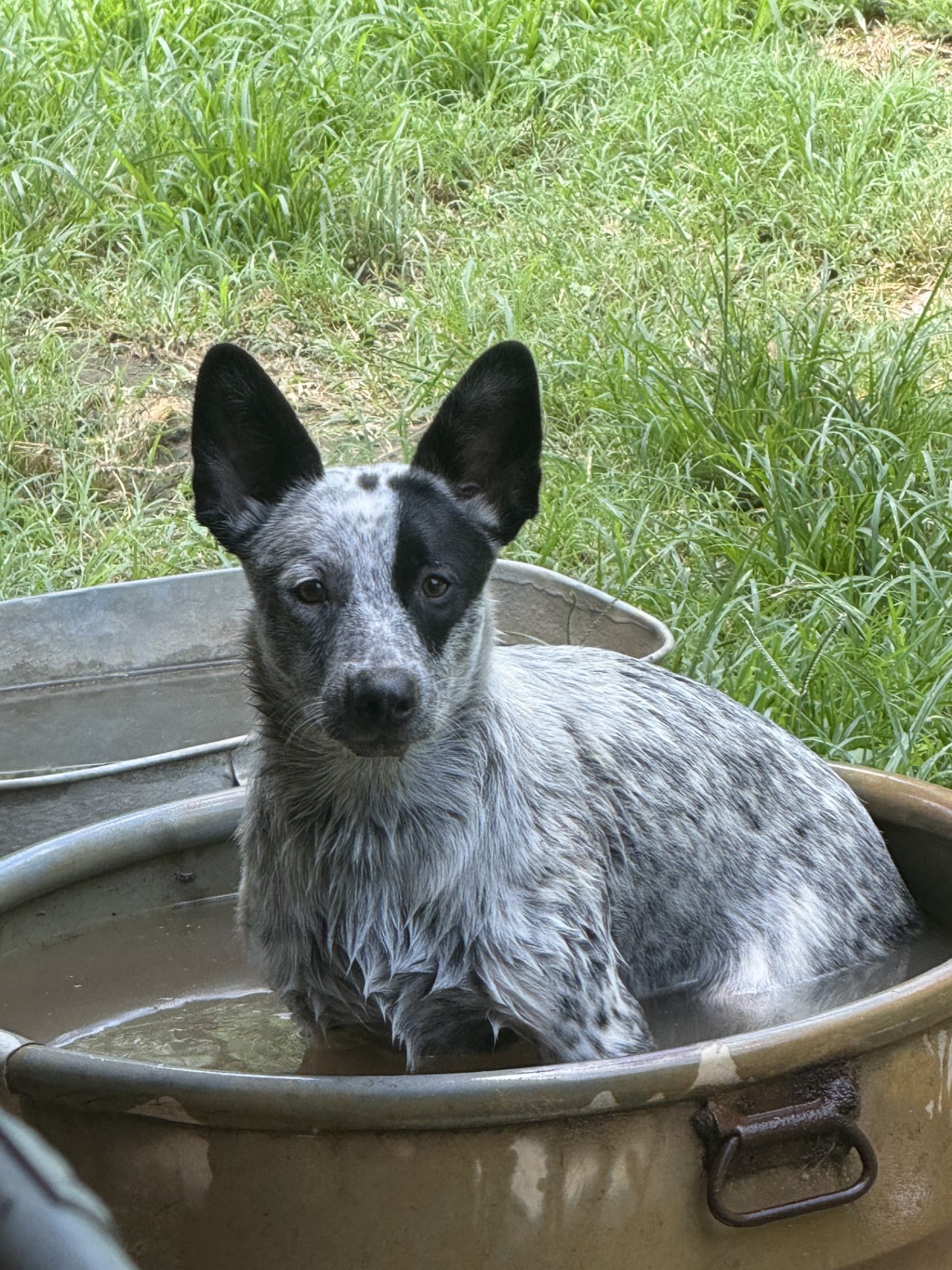 An Australian Stumpy Tail Cattle Dog sitting in a tub of water