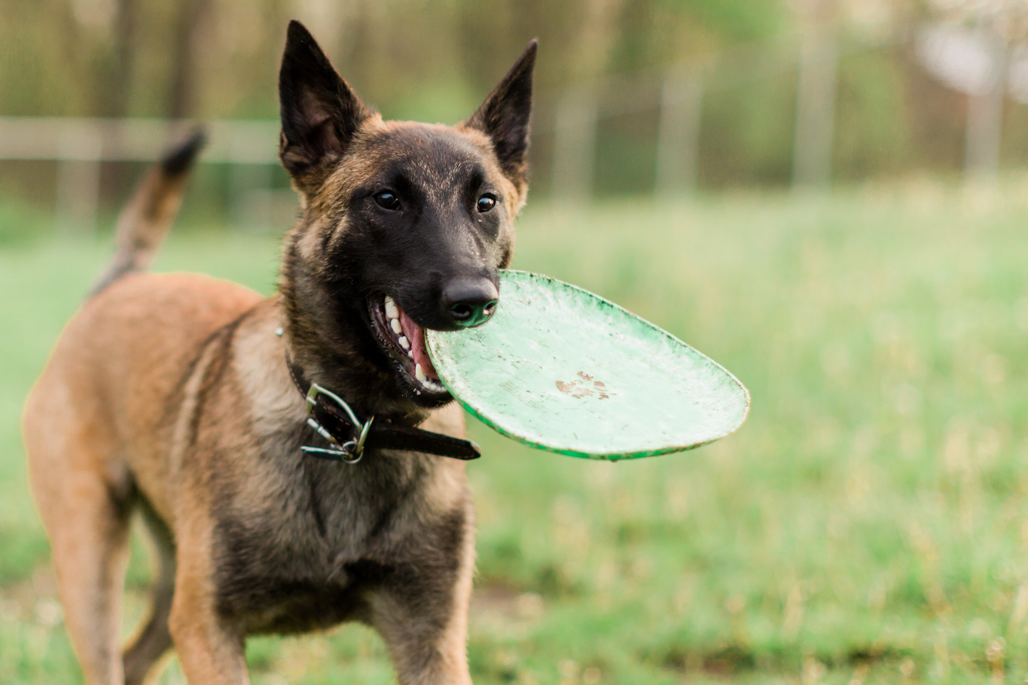 belgian malinois dog with a green frisbee in his mouth