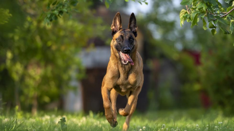 belgian malinois running in a yard