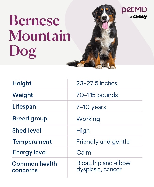 chart depicting a bernese mountain dog's characteristics