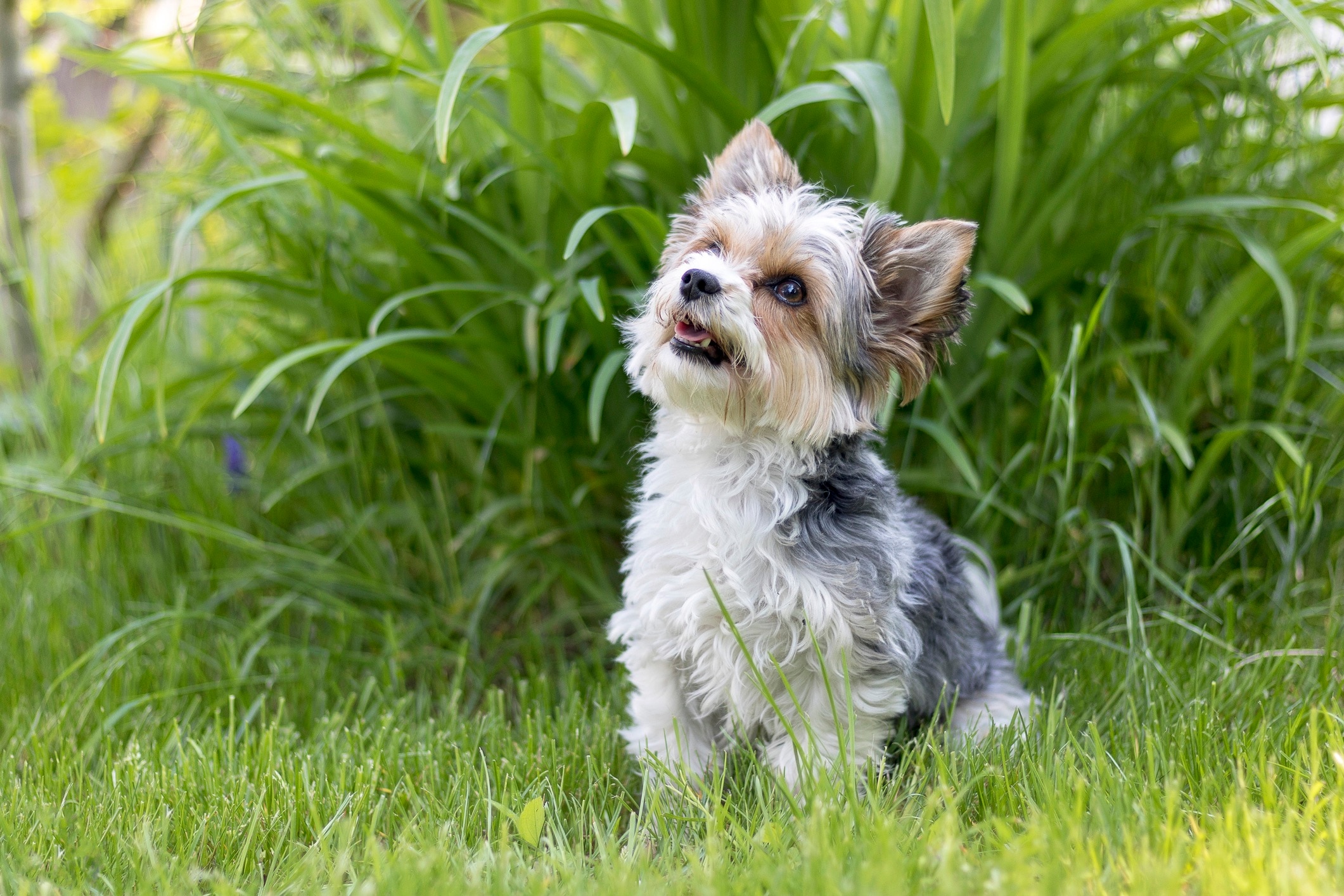 biewer terrier with a puppy cut looking up