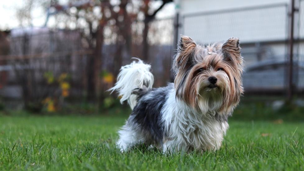 biewer terrier standing in a backyard