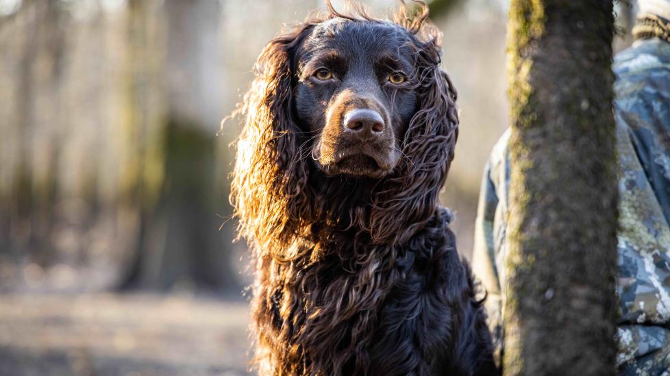 portrait of a brown boykin spaniel sitting outside in front of trees
