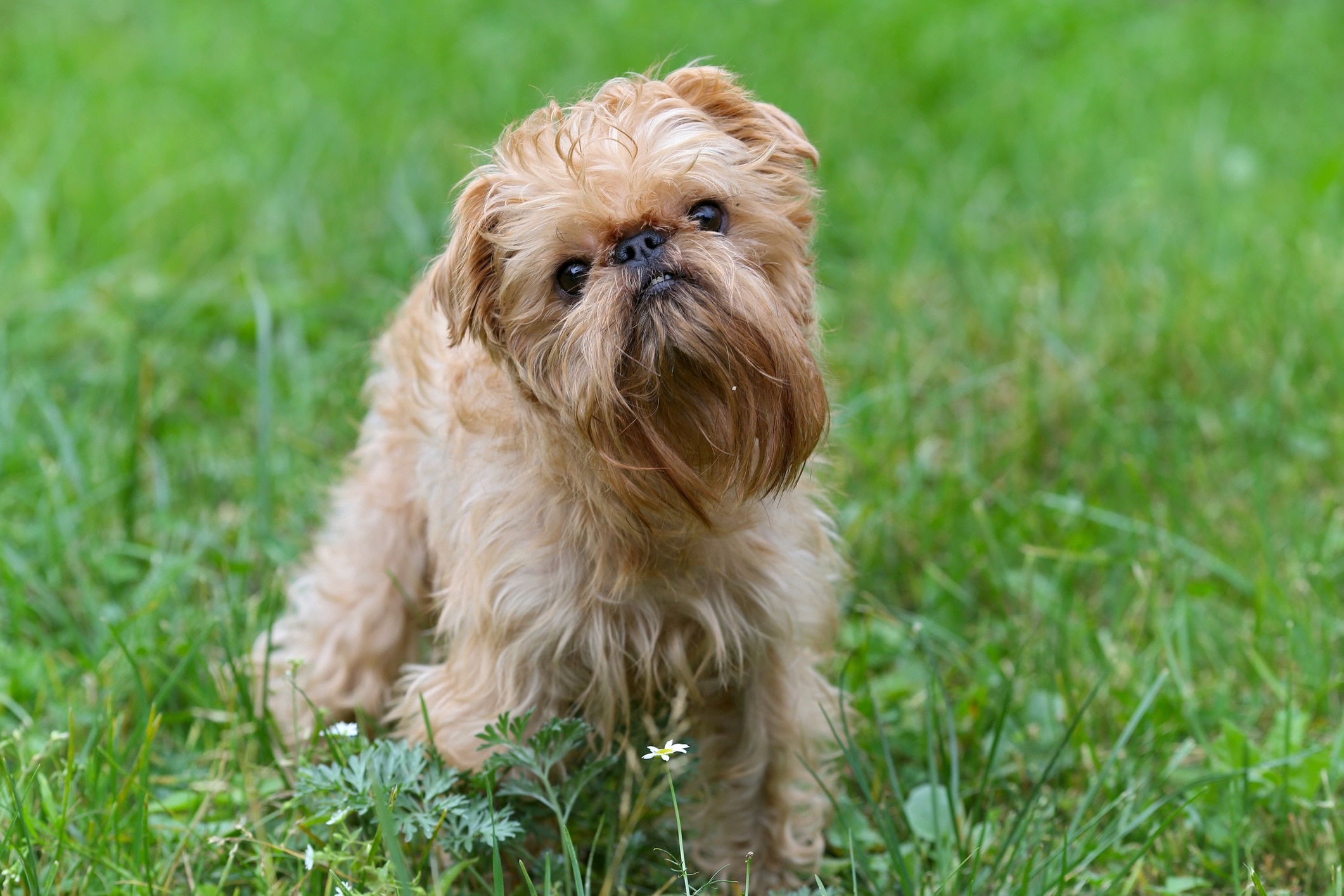 Scruffy Brussels Griffon dog standing in grass