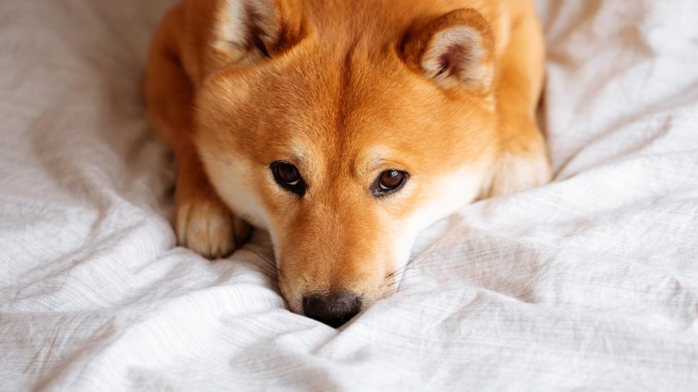 a shiba inu, a dog prone to anxiety, lying on a blanket