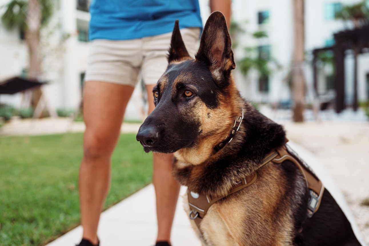 a german shepherd, a dog prone to anxiety, sitting on a leash outside