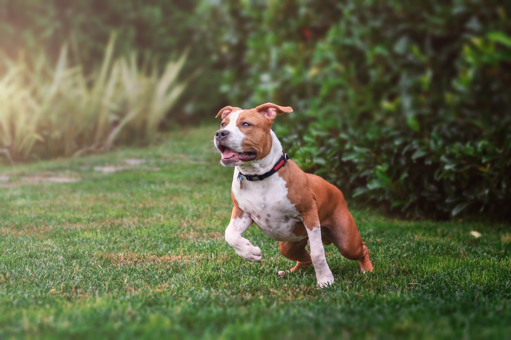 A brown and white AmStaff, a dog prone to anxiety, running in grass