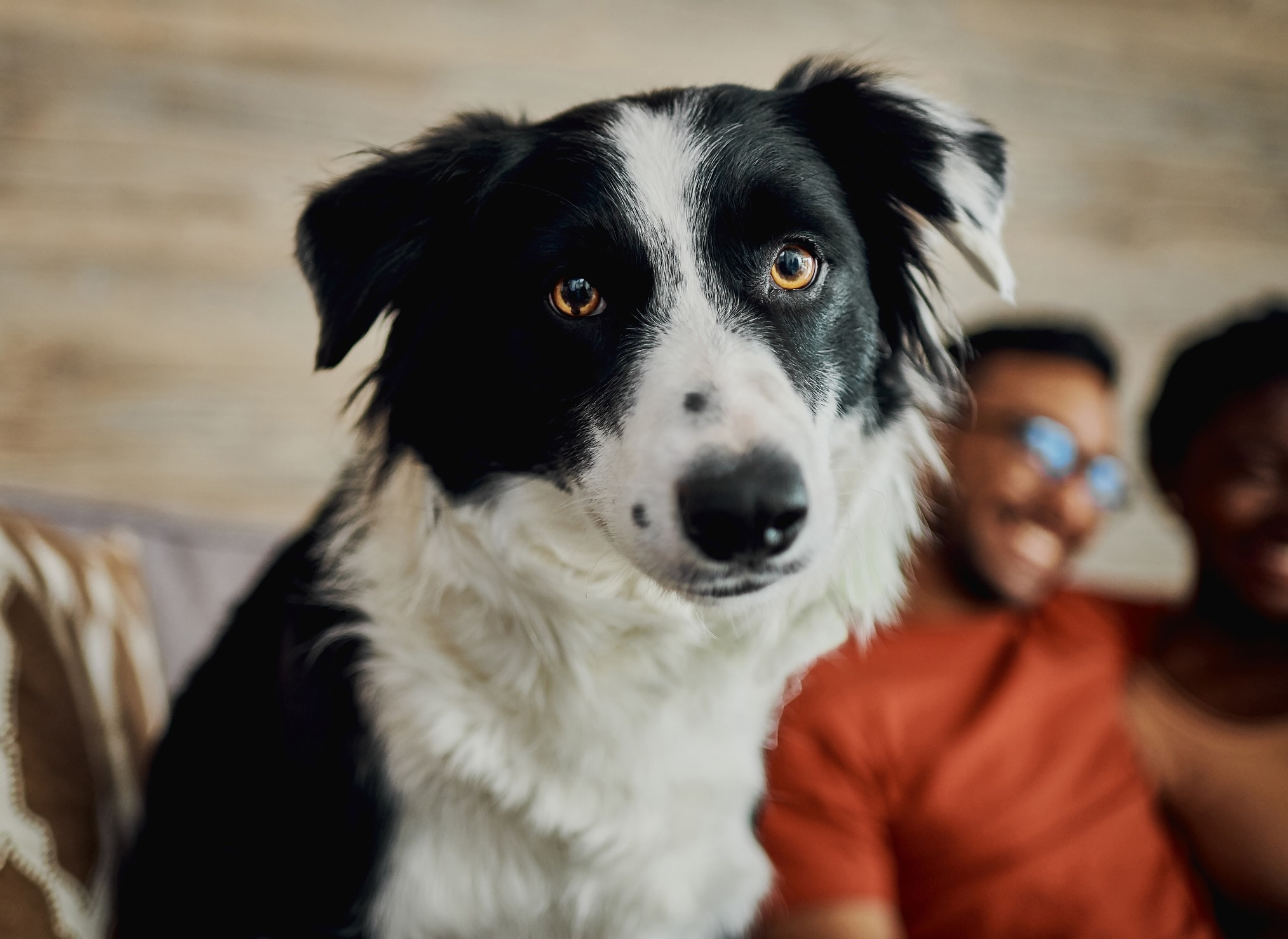 A black and white border collie, a dog breed prone to anxiety, sitting and looking into the camera