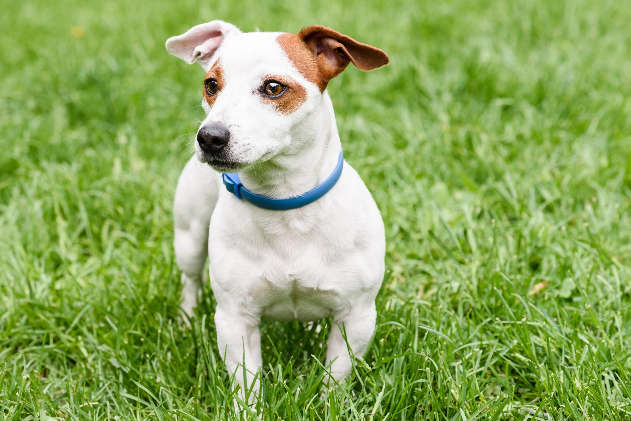 a jack russell terrier, a breed prone to anxiety, standing outside