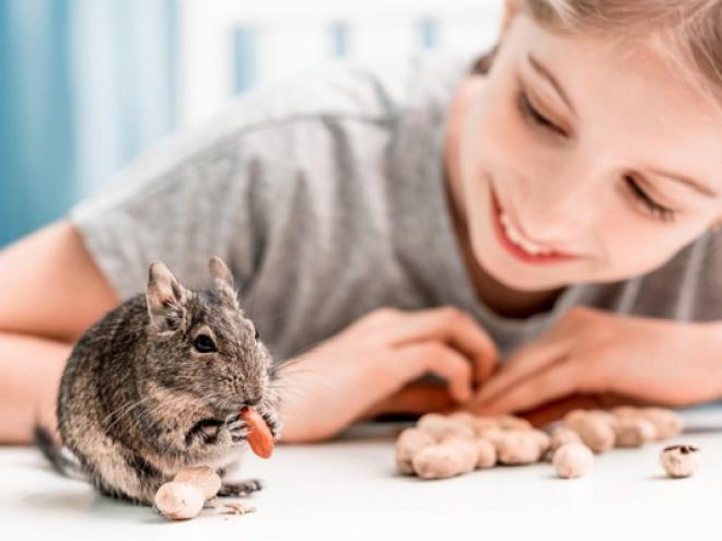 young girl feeding a pet degu nuts