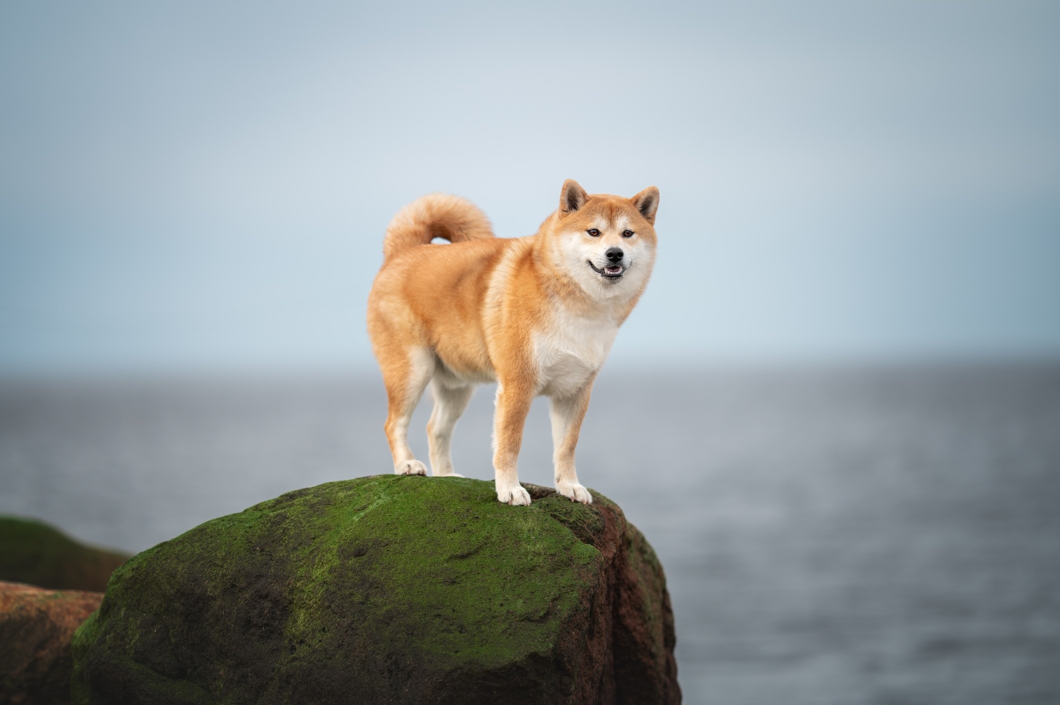 a red shiba inu, a dog prone to anxiety, standing on a mossy rock
