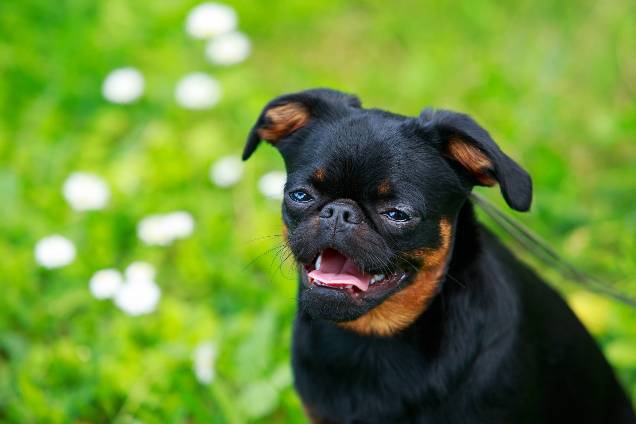 Shorthaired black and brown Brussels Griffon
