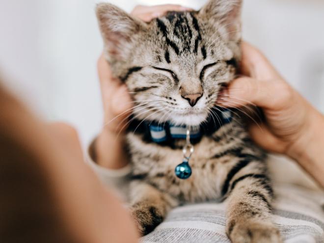 tabby-cat-being-held-by-human