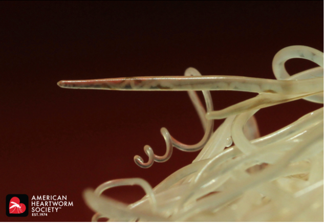 male heartworms inside a dog